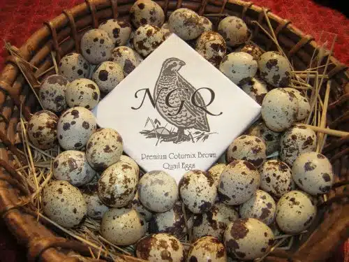 Fertile Cortunix Quail Hatching Eggs